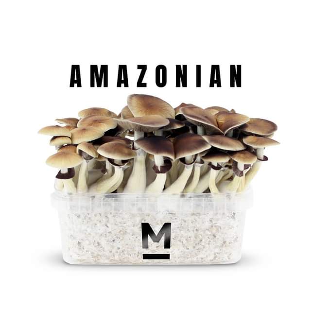 Amazonian mushroom grow kit 2100 cc