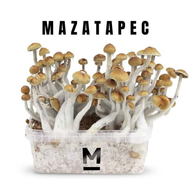 Zestaw do uprawy grzybów Mazatapec o pojemności 2100 cc