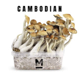 Zestaw do uprawy grzybów Cambodian 2100 cc