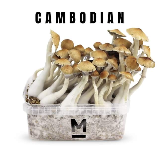 Cambodian mushroom grow kit 750 cc